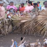 The traditional job of Puthirai Vannars-duck rearing, associated with their water-bound caste duties