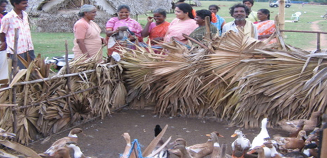 The traditional job of Puthirai Vannars-duck rearing, associated with their water-bound caste duties